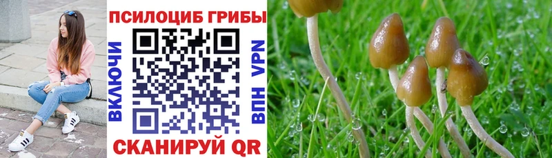 Купить где  Тотьма  Галлюциногенные грибы MAGIC MUSHROOMS 